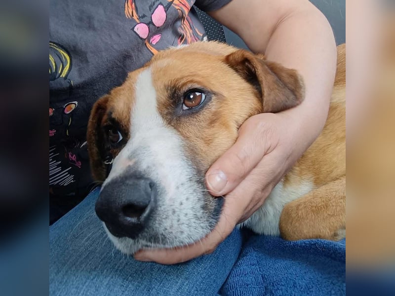 Dodo - Anfänger geeignet