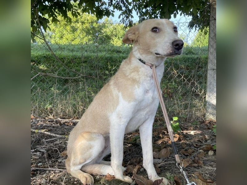 Zoe eine Seele von Hund