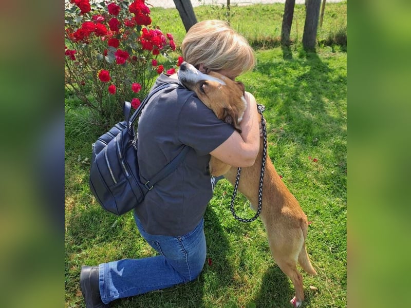 Dodo - Anfänger geeignet