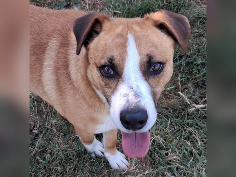 Dodo - Anfänger geeignet