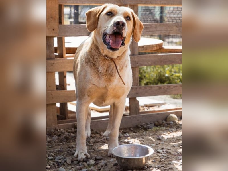 Alfonso ❤️ kinderlieb, fröhlich, so lieb