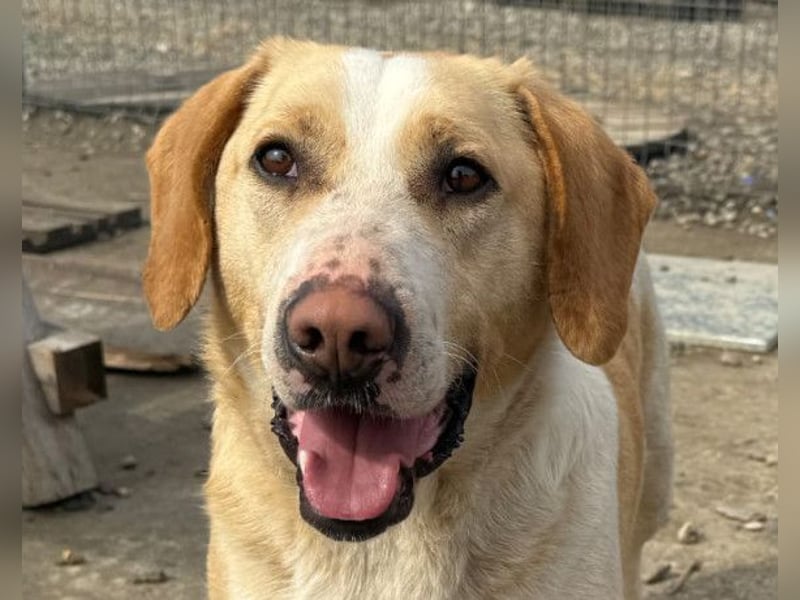Alfonso ❤️ kinderlieber, fröhlicher, so freundlicher Bracke-Mix