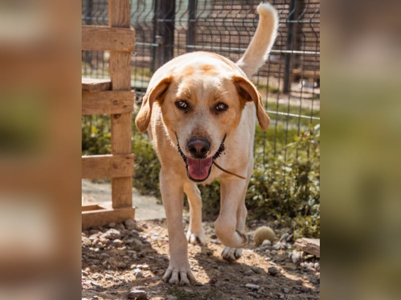 Alfonso ❤️ kinderlieber, fröhlicher, so freundlicher Bracke-Mix