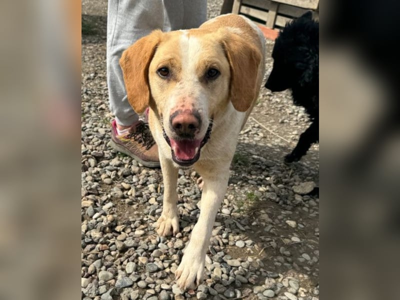 Alfonso ❤️ kinderlieber, fröhlicher, so freundlicher Bracke-Mix