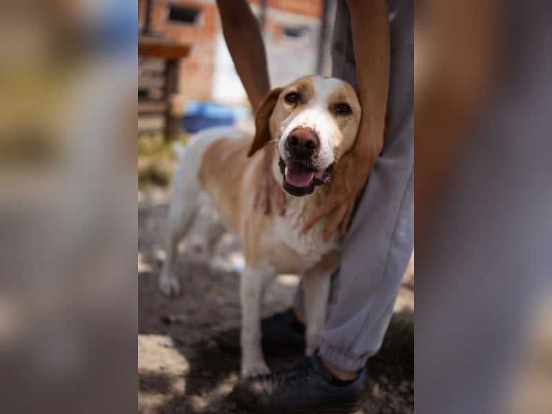 Alfonso ❤️ kinderlieber, fröhlicher, so freundlicher Bracke-Mix