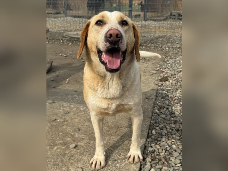 Alfonso ❤️ kinderlieber, fröhlicher, so freundlicher Bracke-Mix
