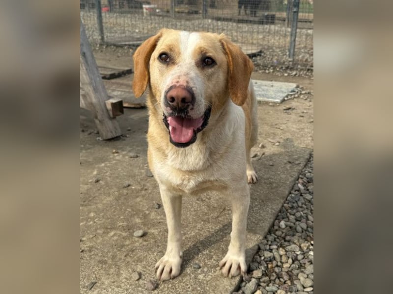Alfonso ❤️ kinderlieber, fröhlicher, so freundlicher Bracke-Mix