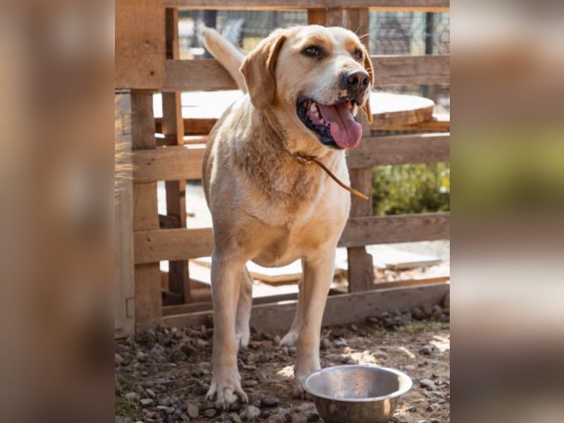 Alfonso ❤️ kinderlieb, fröhlich, so lieb
