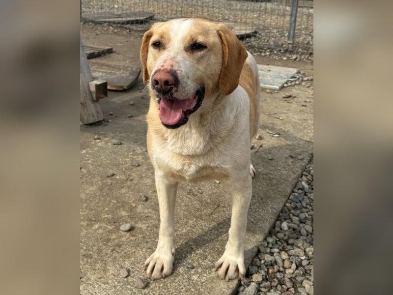 Alfonso ❤️ kinderlieber, fröhlicher, so freundlicher Bracke-Mix
