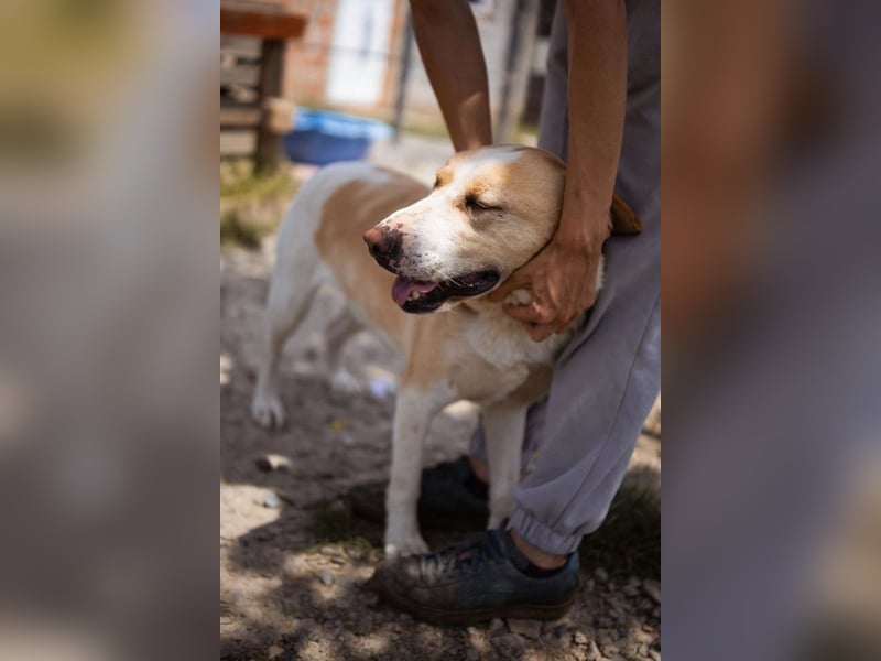 Alfonso ❤️ kinderlieber, fröhlicher, so freundlicher Bracke-Mix