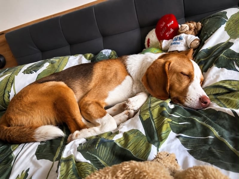 Pepe in 60386 Frankfurt sucht ein Zuhause