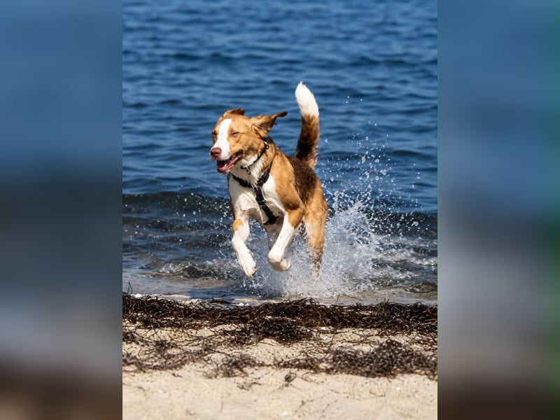 Pepe in 60386 Frankfurt sucht ein Zuhause