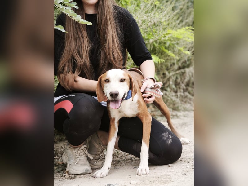 Ocean - ein freundlicher und entspannter Begleiter sucht sein Zuhause