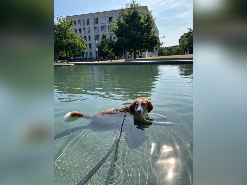 Pepe in 60386 Frankfurt sucht ein Zuhause