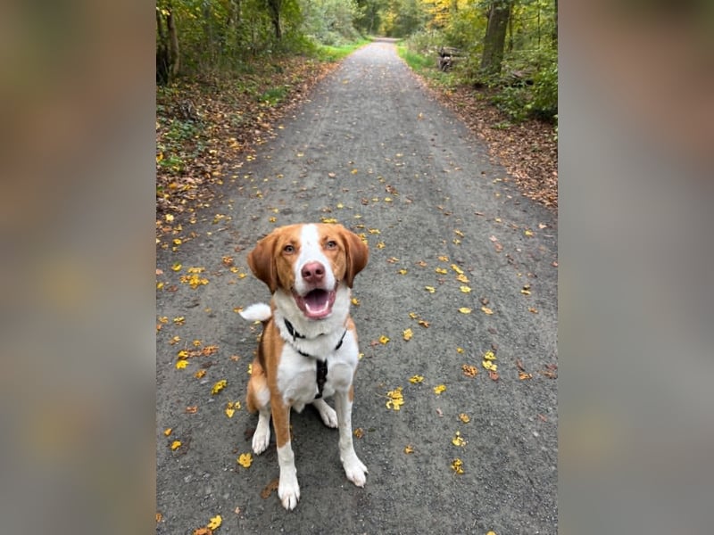 Pepe in 60386 Frankfurt sucht ein Zuhause