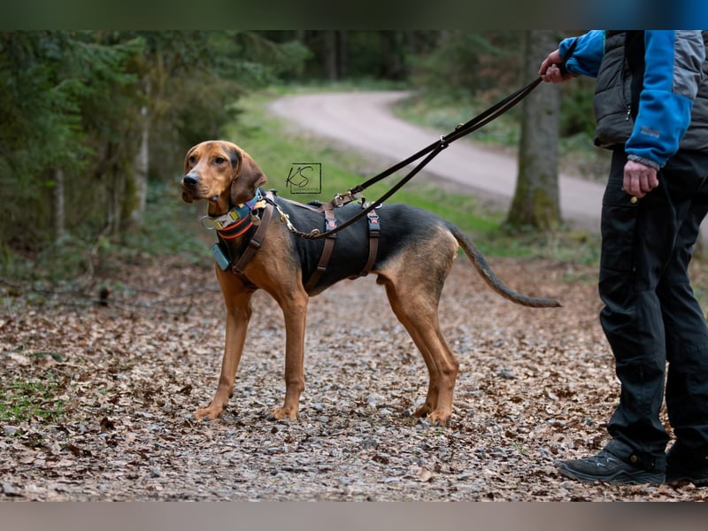 verschmuster Bracke Rüde Noah sucht ein Zuhause, Jagdhund, Schweißhund
