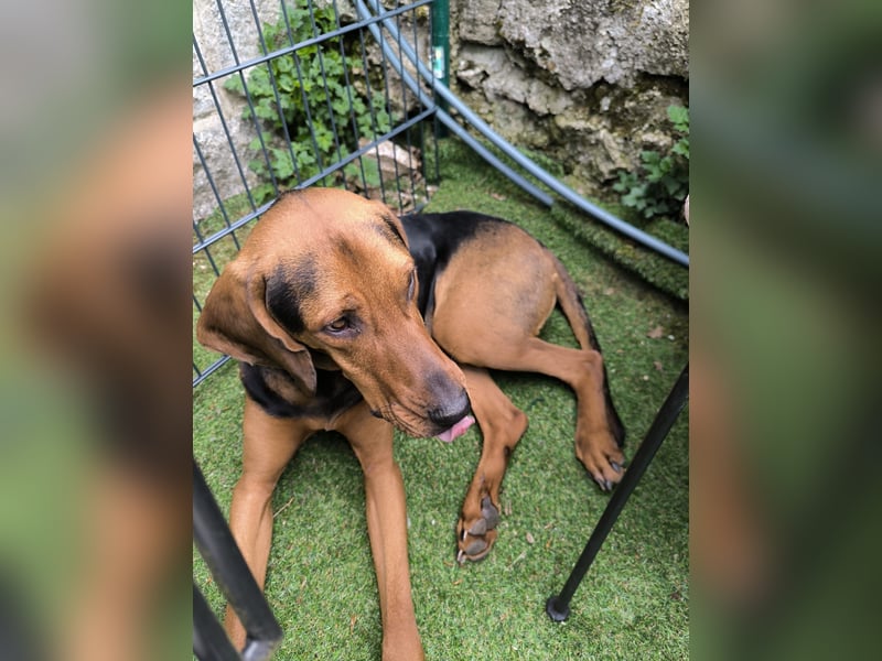 verschmuster Bracke Rüde Noah sucht ein Zuhause, Jagdhund, Schweißhund