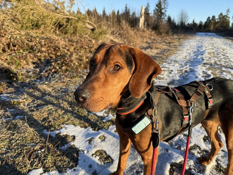 verschmuster Bracke Rüde Noah sucht ein Zuhause, Jagdhund, Schweißhund