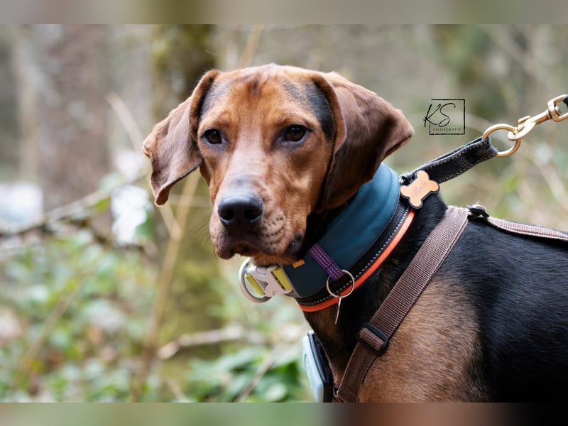 verschmuster Bracke Rüde Noah sucht ein Zuhause, Jagdhund, Schweißhund