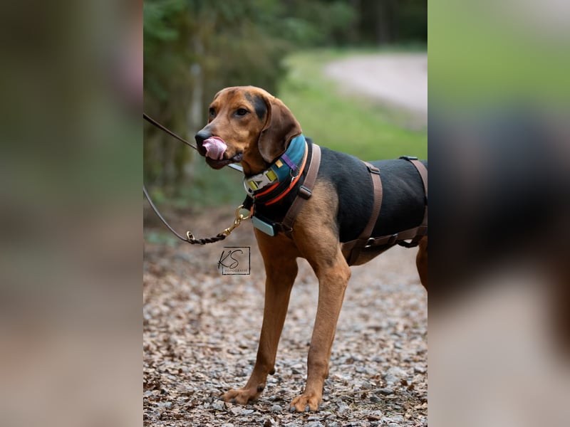 verschmuster Bracke Rüde Noah sucht ein Zuhause, Jagdhund, Schweißhund