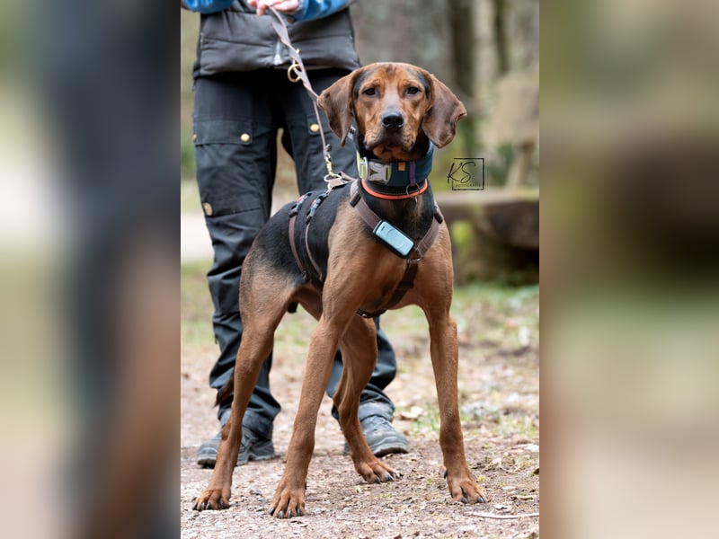 verschmuster Bracke Rüde Noah sucht ein Zuhause, Jagdhund, Schweißhund
