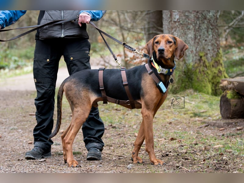 verschmuster Bracke Rüde Noah sucht ein Zuhause, Jagdhund, Schweißhund