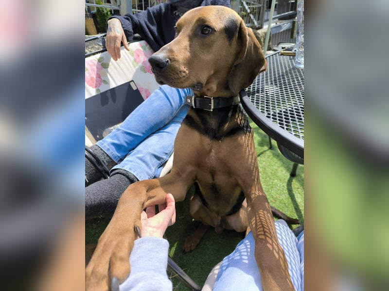 verschmuster Bracke Rüde Noah sucht ein Zuhause, Jagdhund, Schweißhund