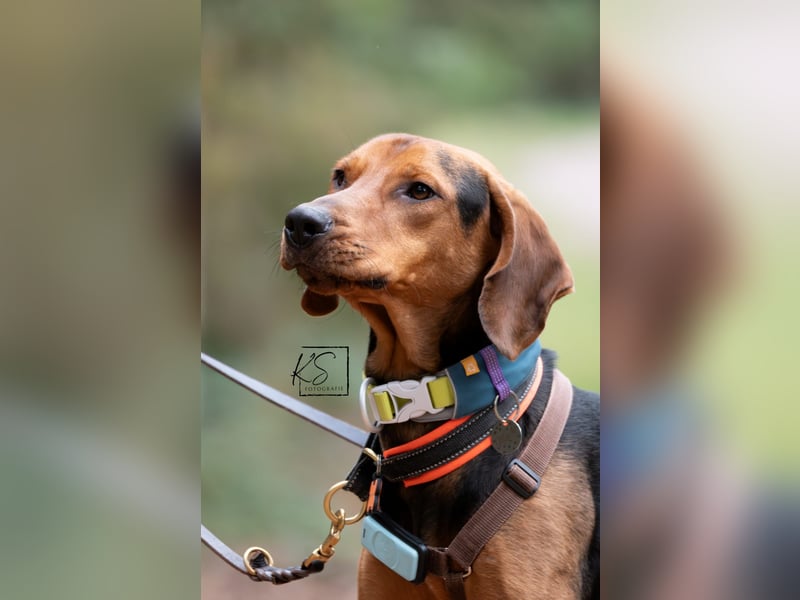 verschmuster Bracke Rüde Noah sucht ein Zuhause, Jagdhund, Schweißhund