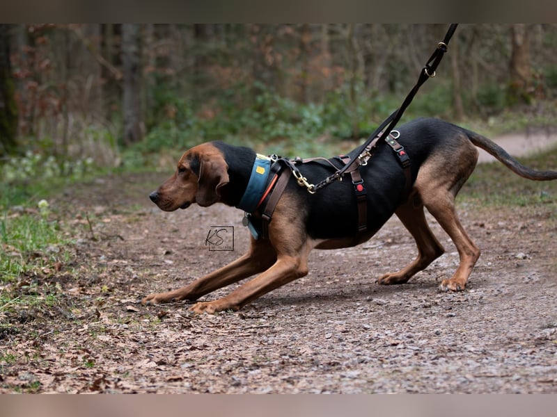 verschmuster Bracke Rüde Noah sucht ein Zuhause, Jagdhund, Schweißhund
