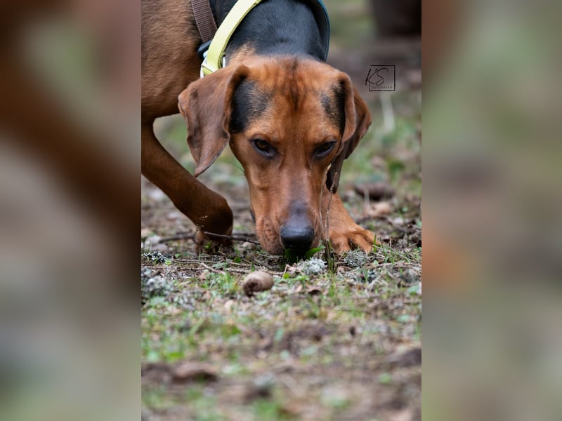verschmuster Bracke Rüde Noah sucht ein Zuhause, Jagdhund, Schweißhund