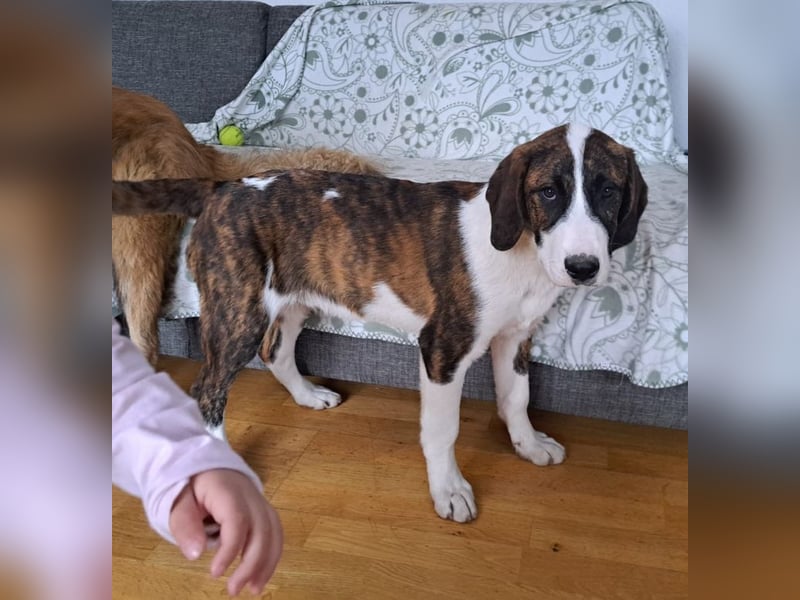 Kiwi ein absoluter Familienhund