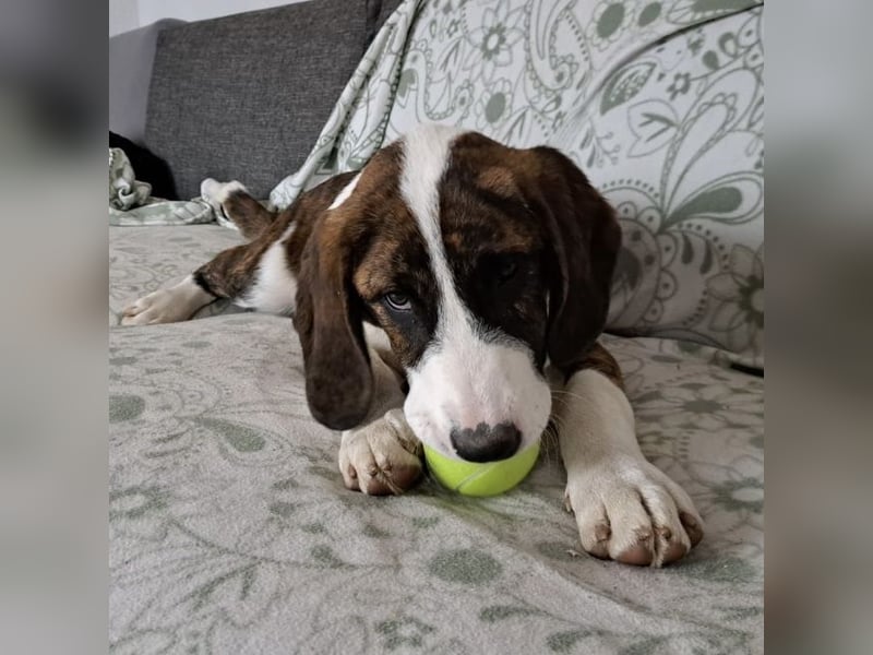 Kiwi ein absoluter Familienhund