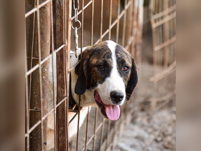 Kiwi ein absoluter Familienhund