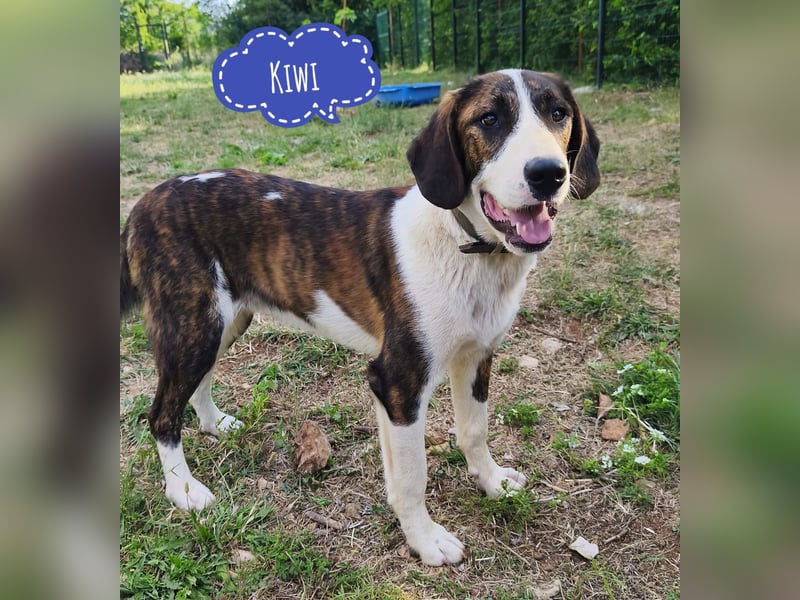 Kiwi ein absoluter Familienhund