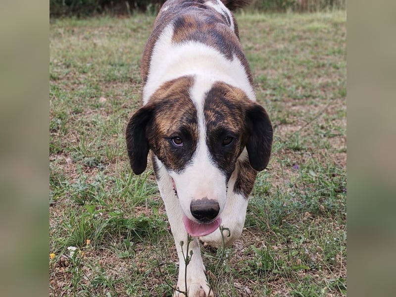 Kiwi ein absoluter Familienhund