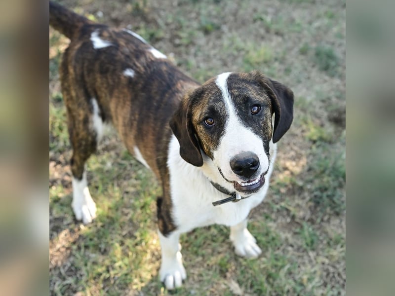 Kiwi ein absoluter Familienhund