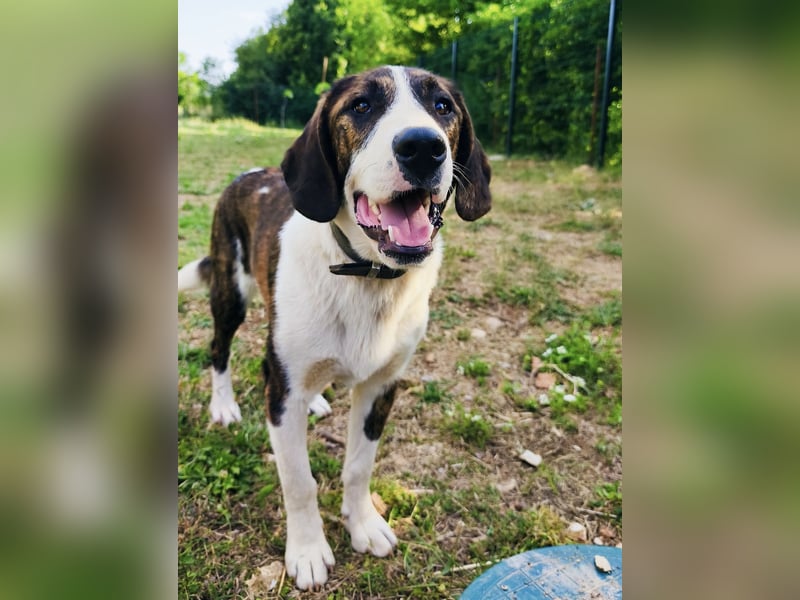 Kiwi ein absoluter Familienhund