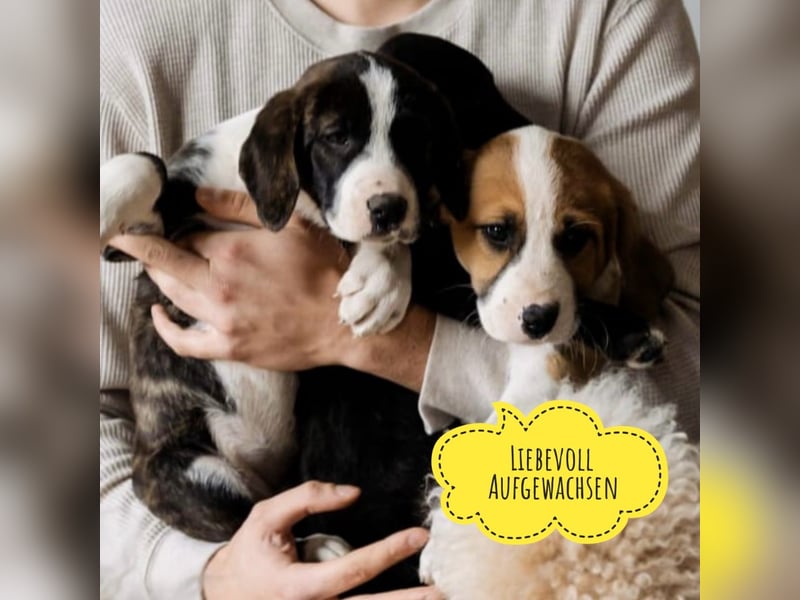 Kiwi ein absoluter Familienhund