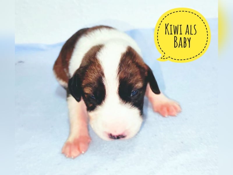 Kiwi ein absoluter Familienhund