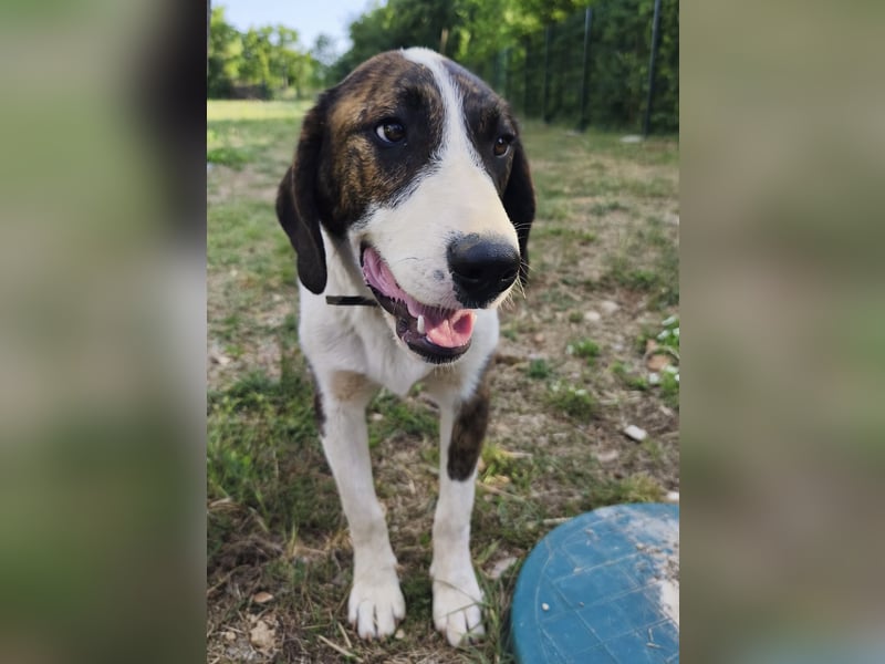 Kiwi ein absoluter Familienhund