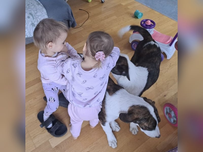 Kiwi ein absoluter Familienhund