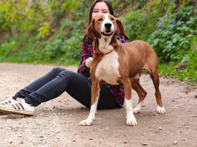 Max - unkomplizierte Savetal Bracke