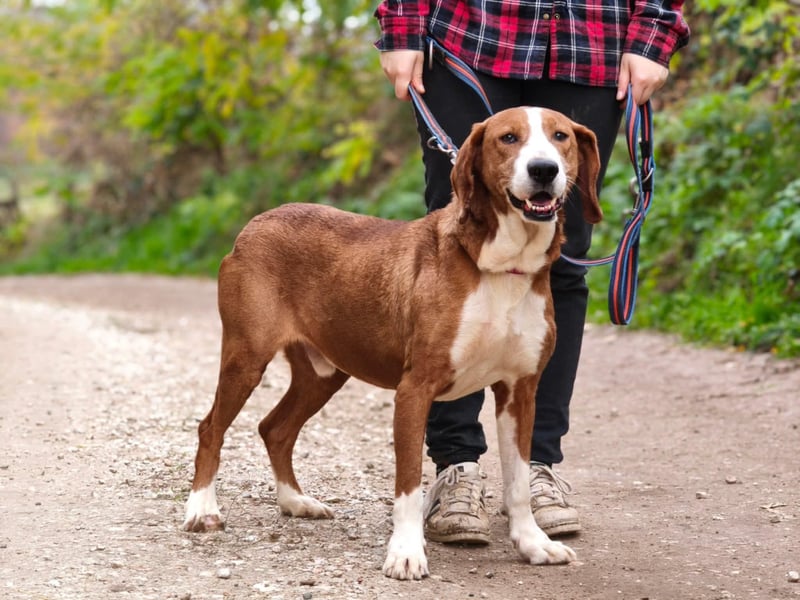 Max - unkomplizierte Savetal Bracke