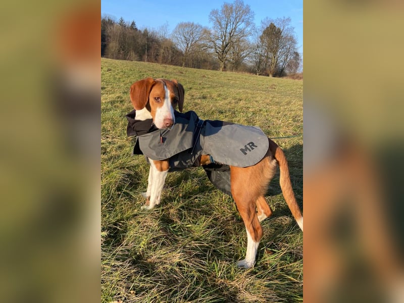 Rosie ♥️ wartet in 23617 Stockelsdorf auf dich