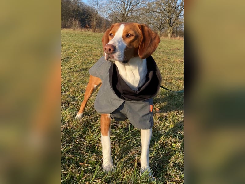 Rosie ♥️ wartet in 23617 Stockelsdorf