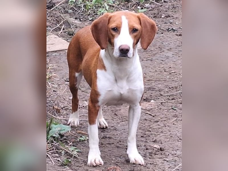 Rosie ♥️ liebevolle, aktive Bracken-Lady