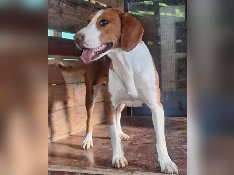 Rosie ♥️ liebevolle, aktive Bracken-Lady