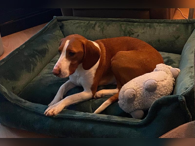 Rosie ♥️ wartet in 23617 Stockelsdorf auf dich