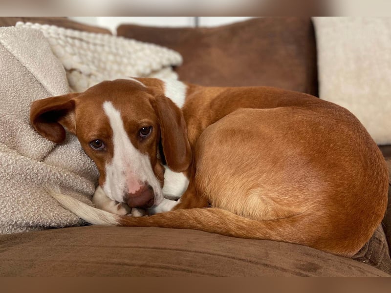 Rosie ♥️ wartet in 23617 Stockelsdorf auf dich