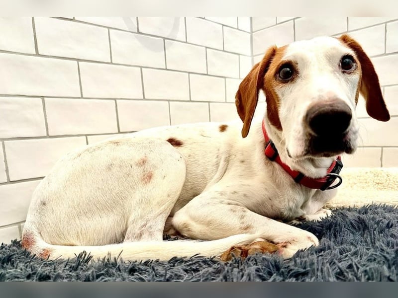 Bracken-Bub ♥ Tilly ♥ wartet bereits in 72070 Tübingen ♥
